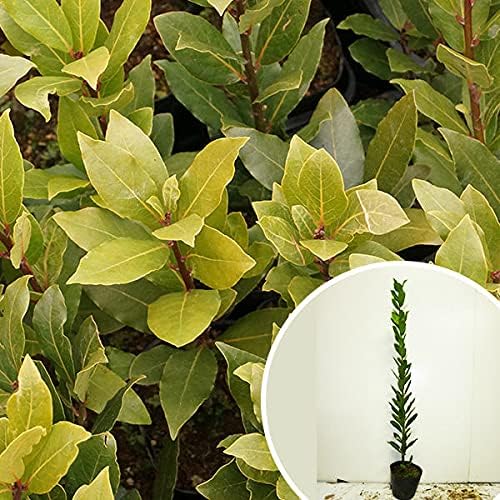 バーセリア&三角葉アカシア100cm鉢植苗木 シルバーリーフミモザ